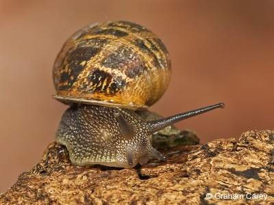 Garden Snail (Helix aspersa) Graham Carey
